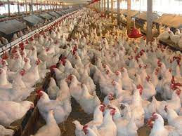 Bird meat import ban from Spain and 22 states of USA